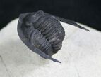 Aesthetic Cornuproetus Trilobite On Pedastal #7899-6